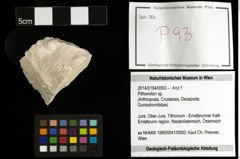 Foto (Objekt + Etiketten) von Pithonoton sp. 